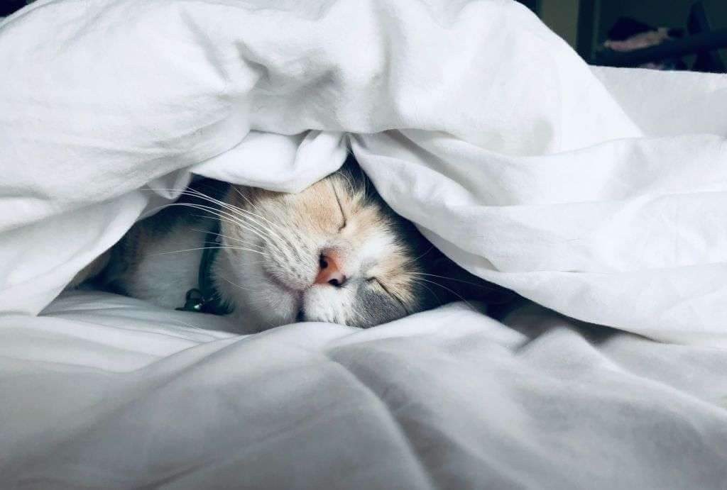 A cat with a collar is sleeping under white blankets, only its head is visible, like a serene masterpiece crafted in TouchDesigner.