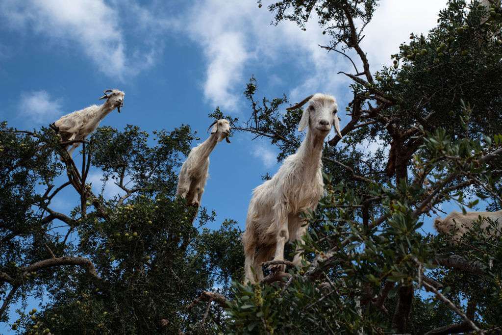 Several goats are standing among the branches of a tree against a blue sky with scattered clouds, almost as if they were crafted in TouchDesigner.